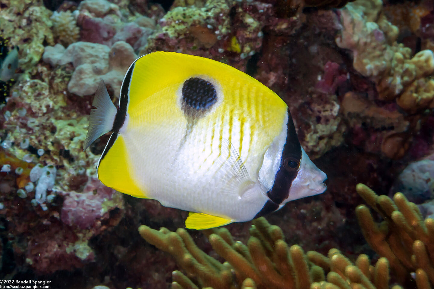 Chaetodon unimaculatus (Teardrop Butterflyfish)