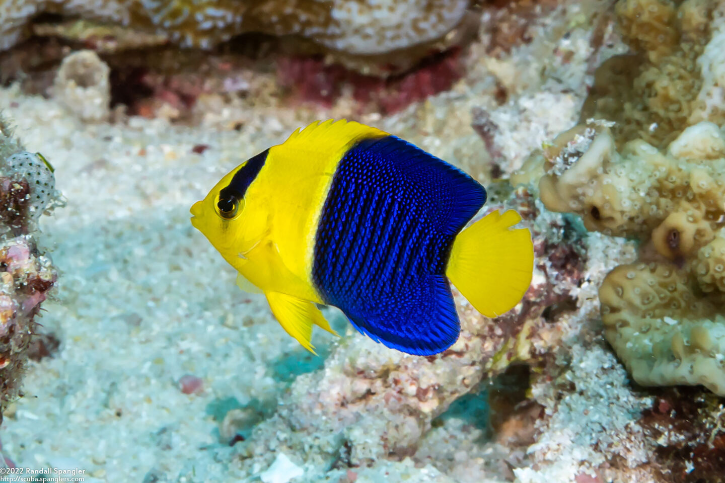 Centropyge bicolor (Bicolor Angelfish)