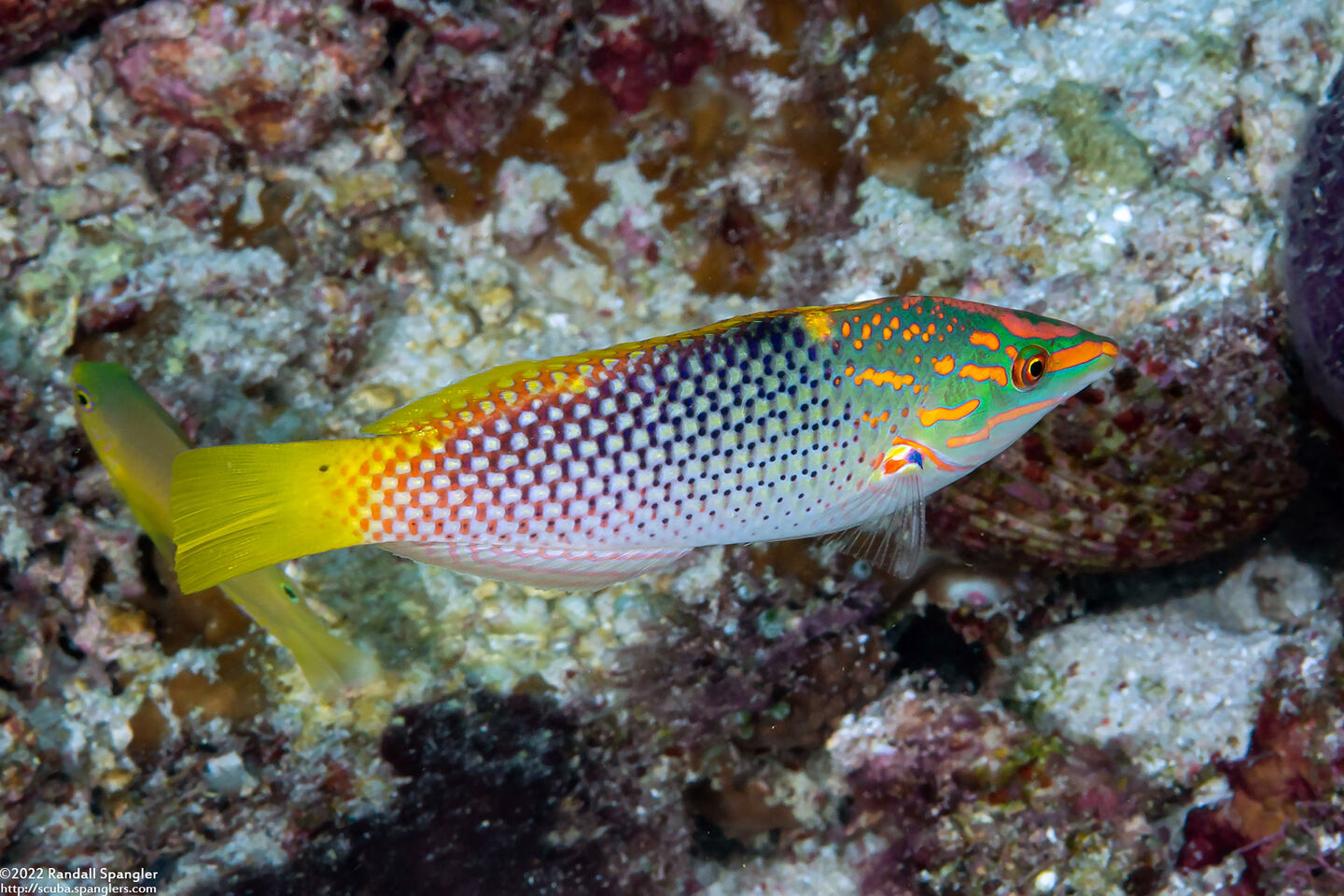 Halichoeres hortulanus (Checkerboard Wrasse)