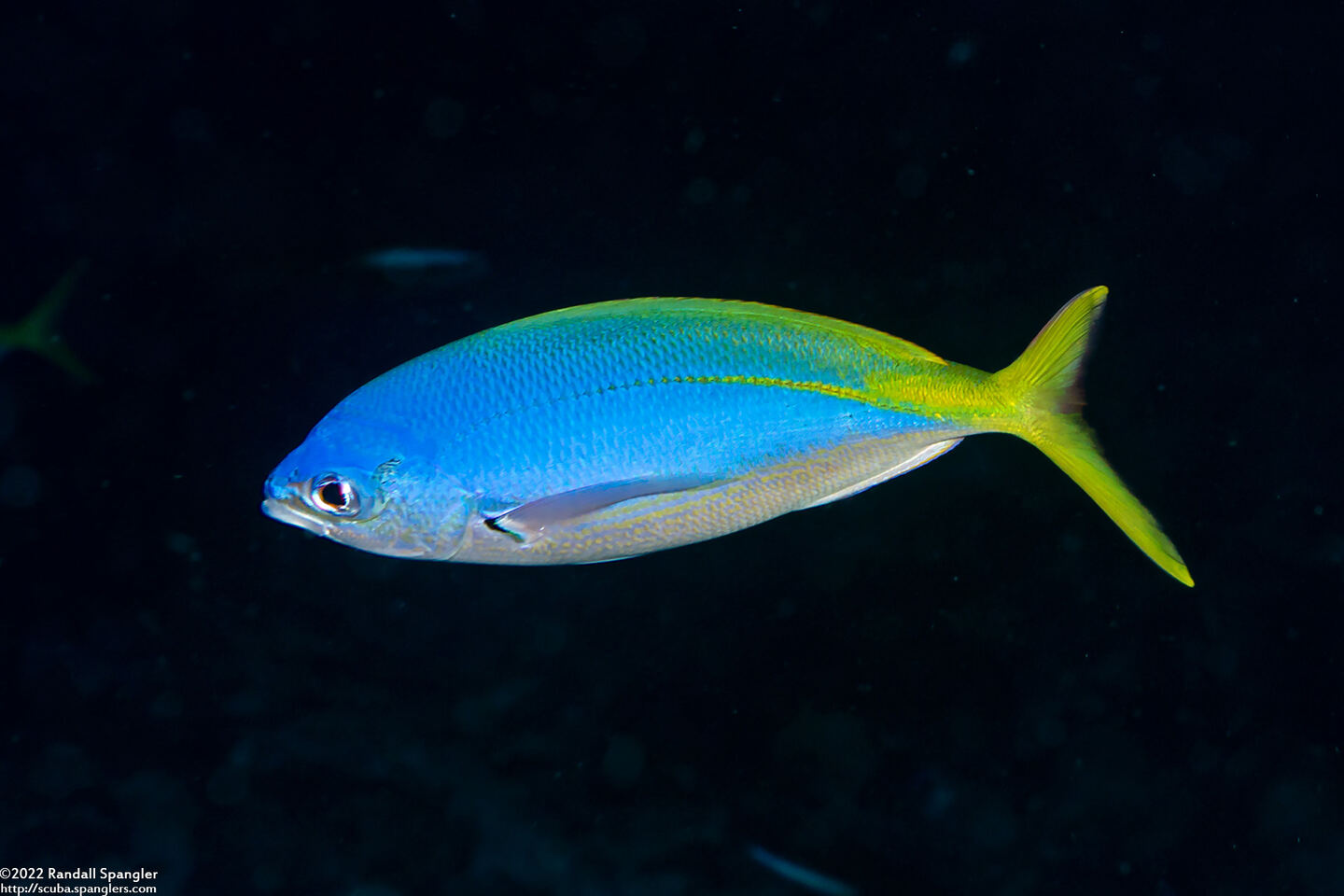 Caesio teres (Blue and Yellow Fusilier)