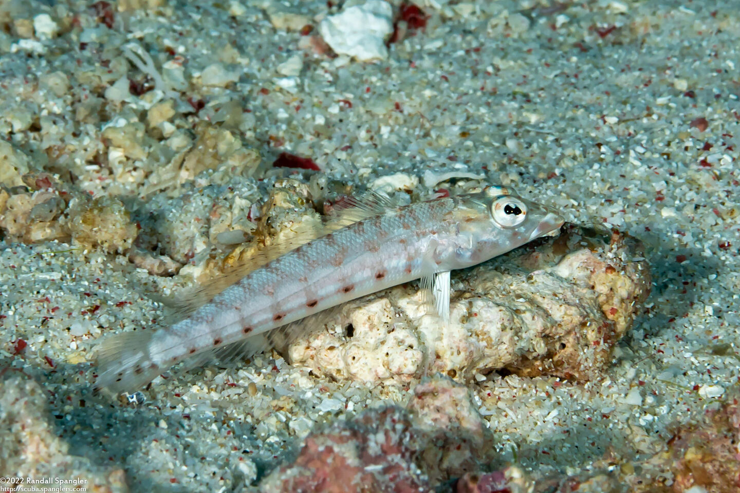 Parapercis clathrata (Latticed Sandperch)