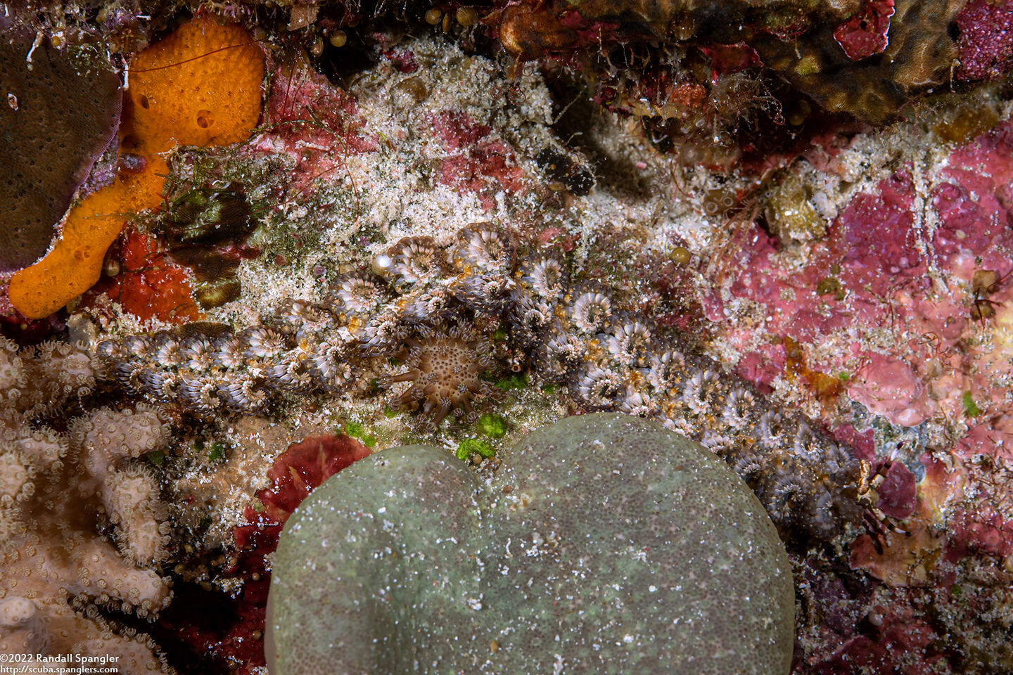 Pteraeolidia semperi (Blue Dragon Nudibranch)