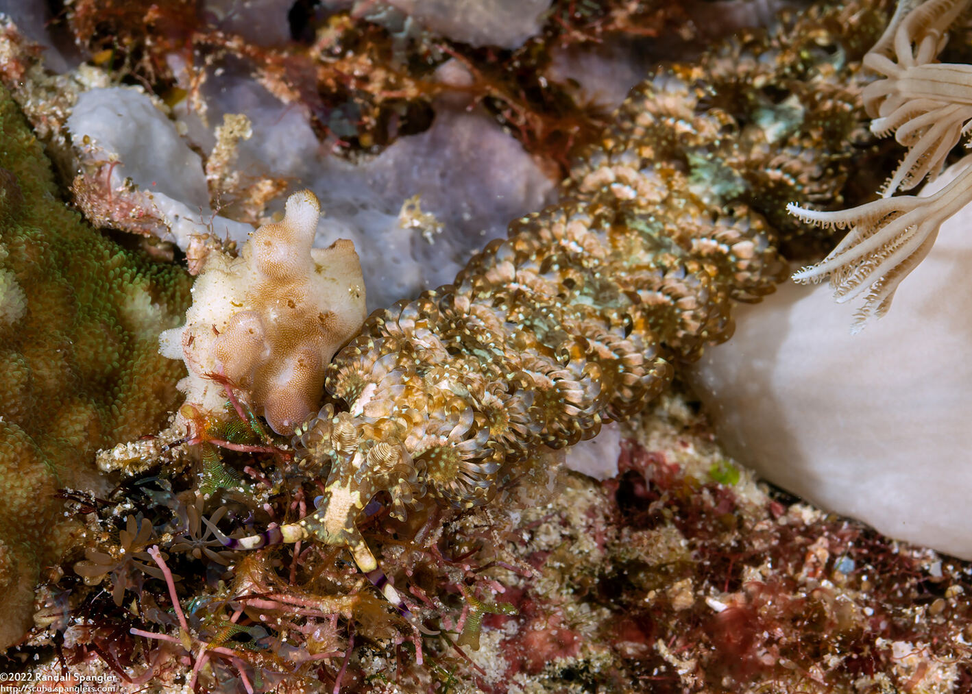 Pteraeolidia semperi (Blue Dragon Nudibranch)