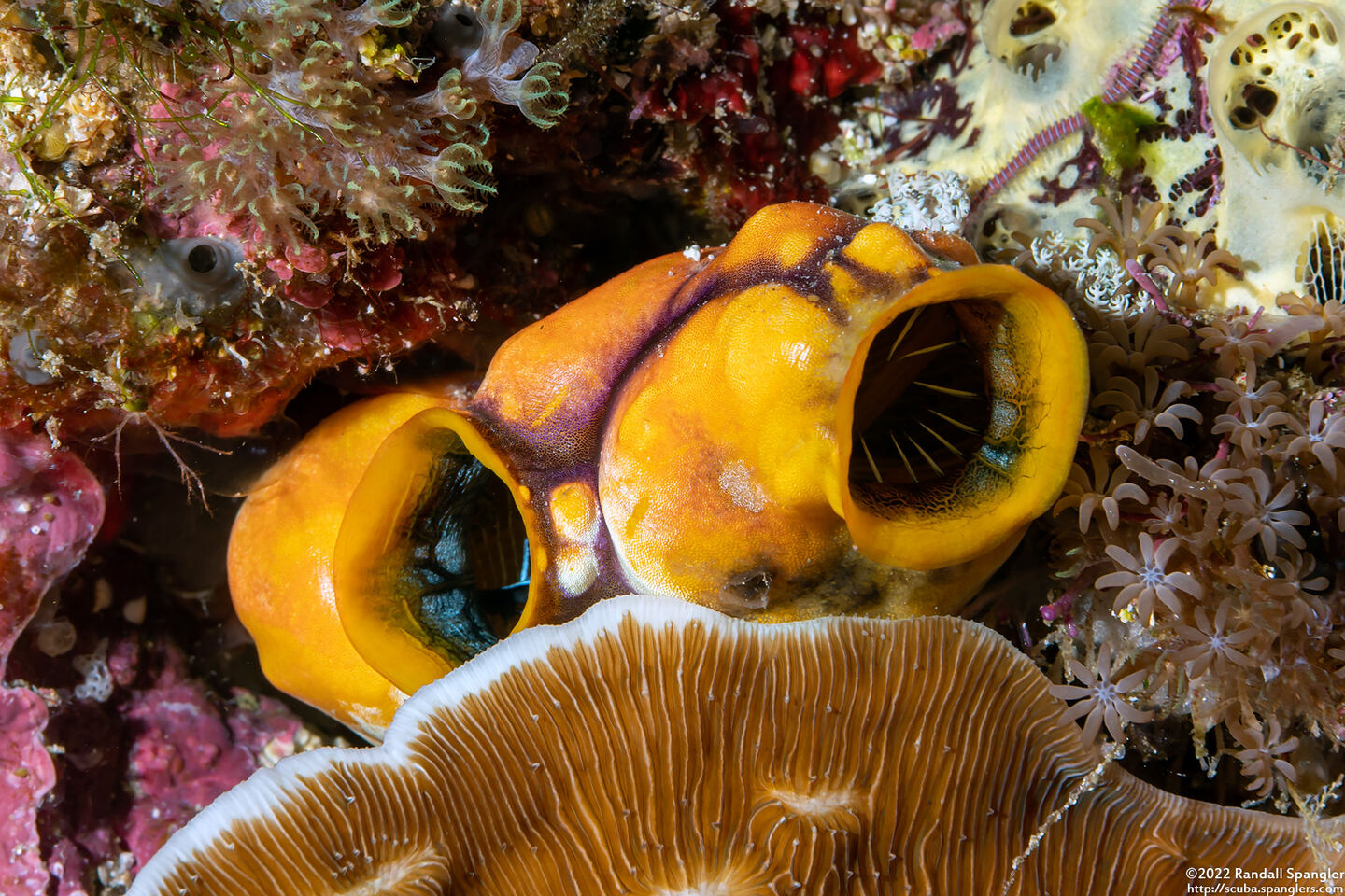 Polycarpa aurata (Ink-Spot Sea Squirt)