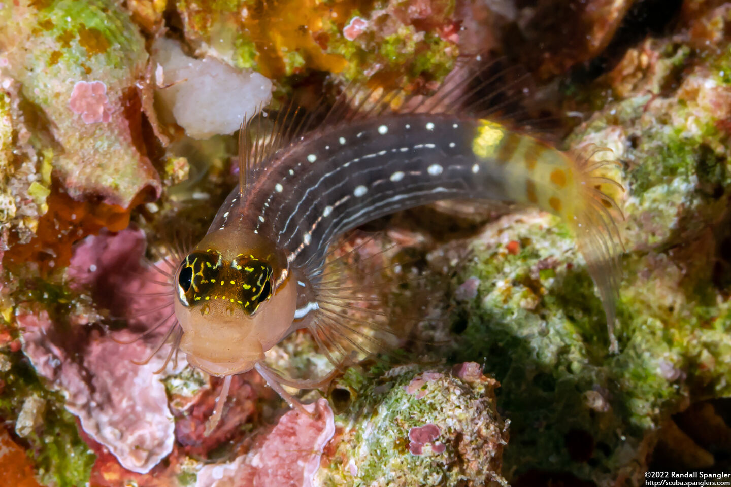 Ecsenius pictus (White-Lined Coralblenny)
