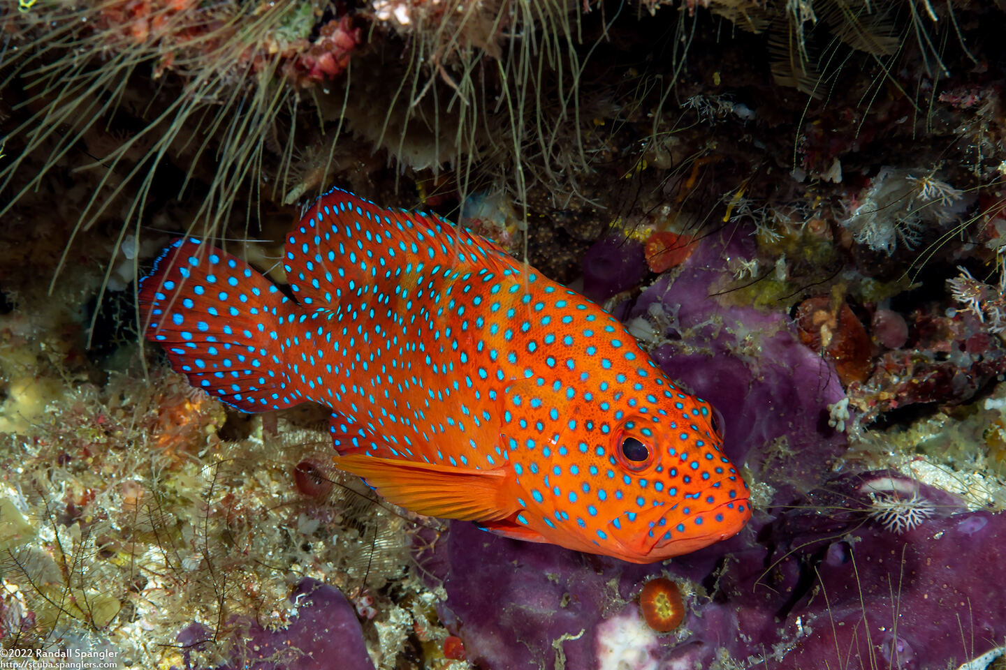 Cephalopholis miniata (Coral Grouper)