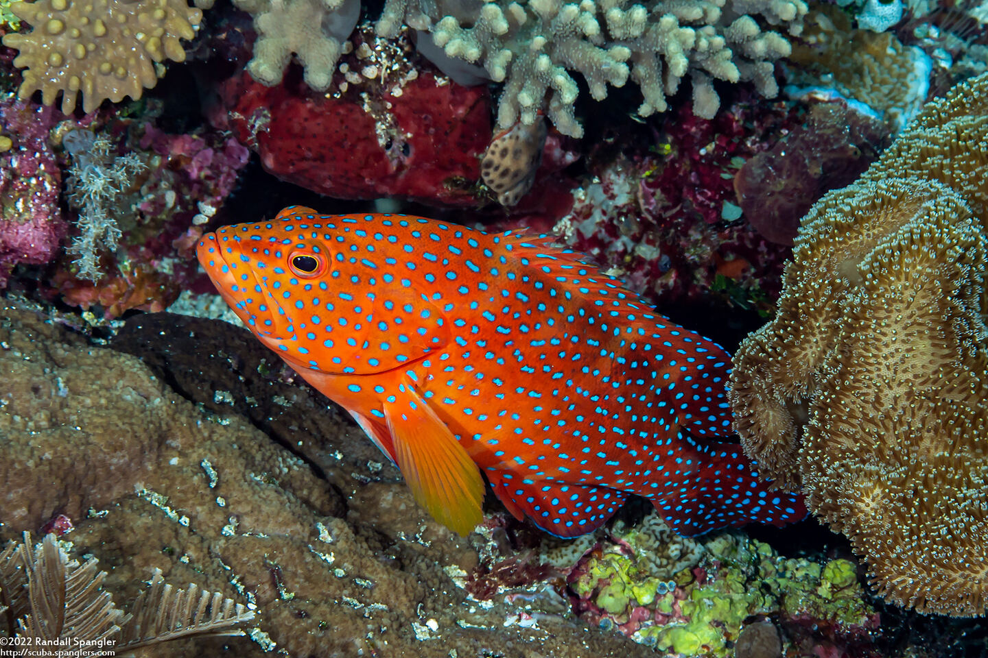 Cephalopholis miniata (Coral Grouper)
