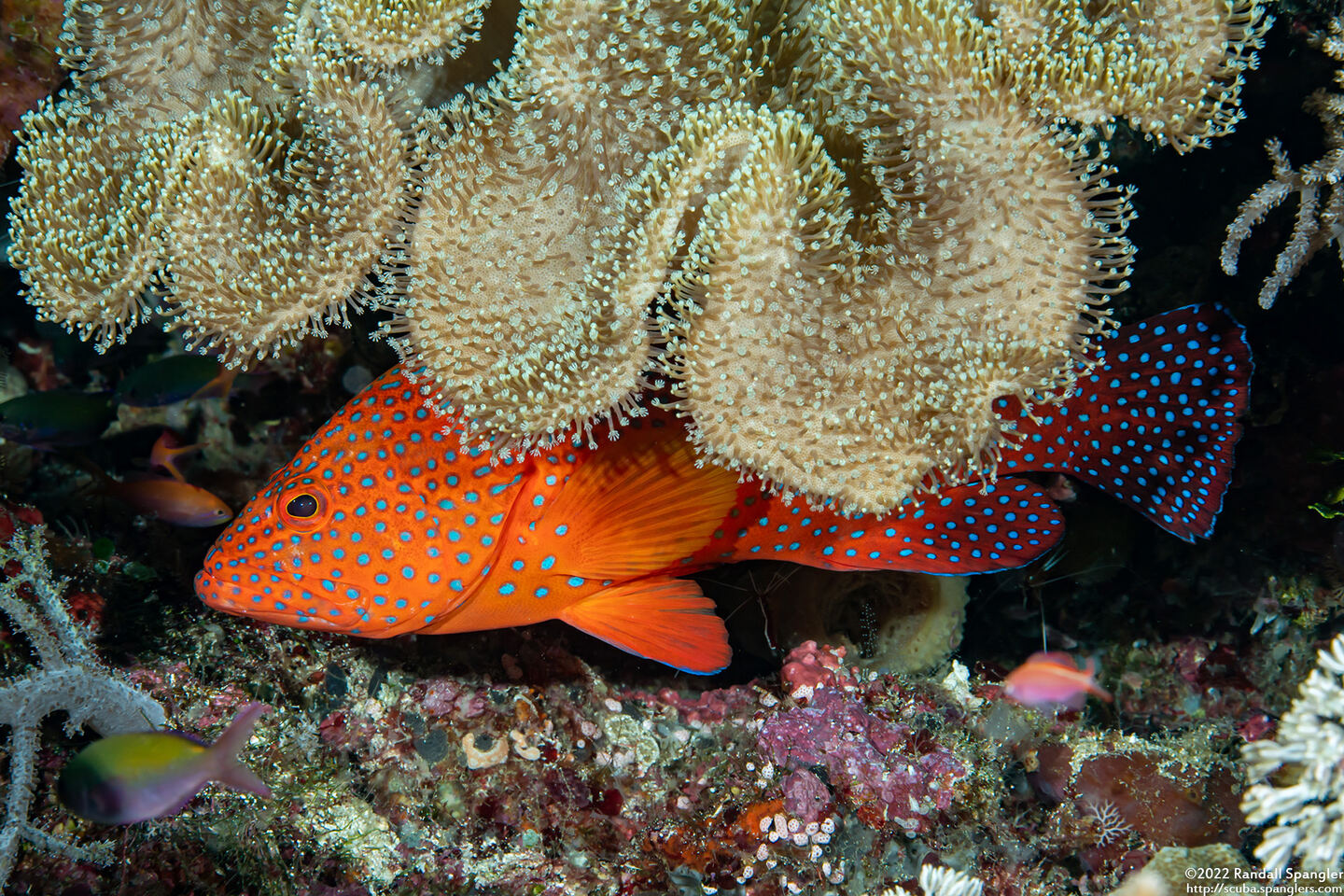 Cephalopholis miniata (Coral Grouper)