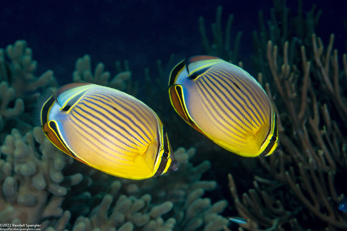 Chaetodon lunulatus (Redfin Butterflyfish)