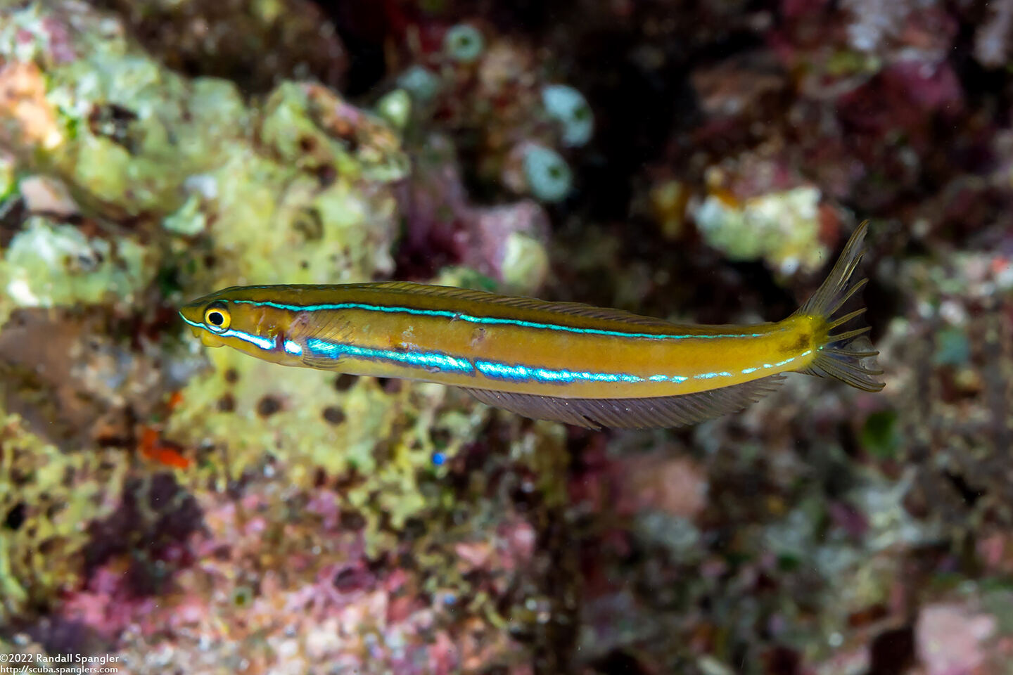 Plagiotremus rhinorhynchos (Bluestriped Fangblenny)