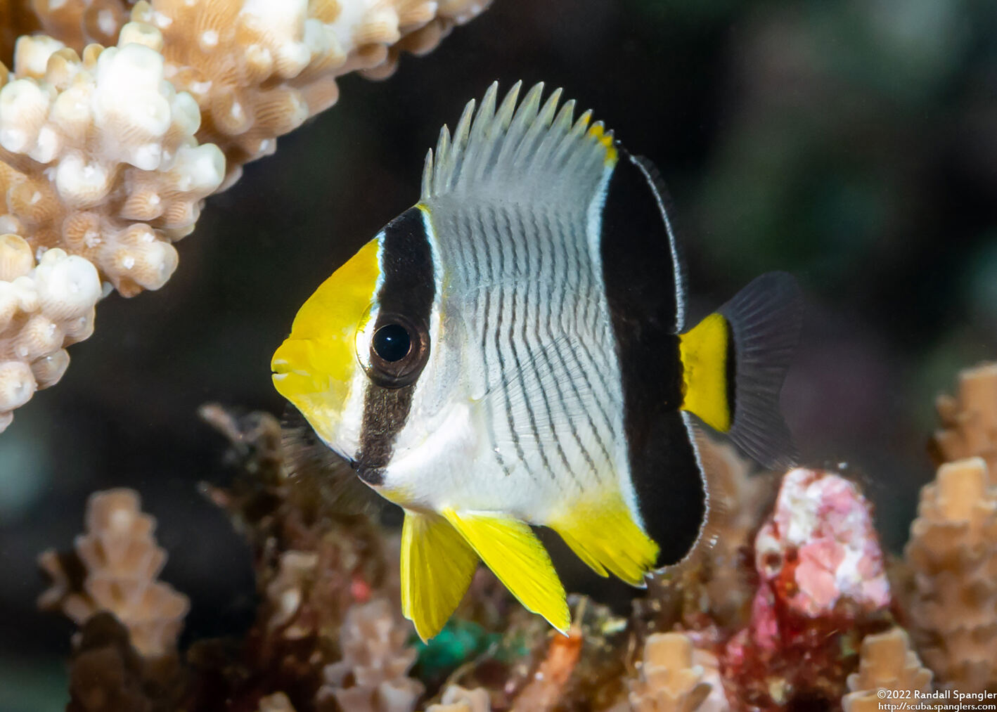 Chaetodon trifascialis (Chevroned Butterflyfish)