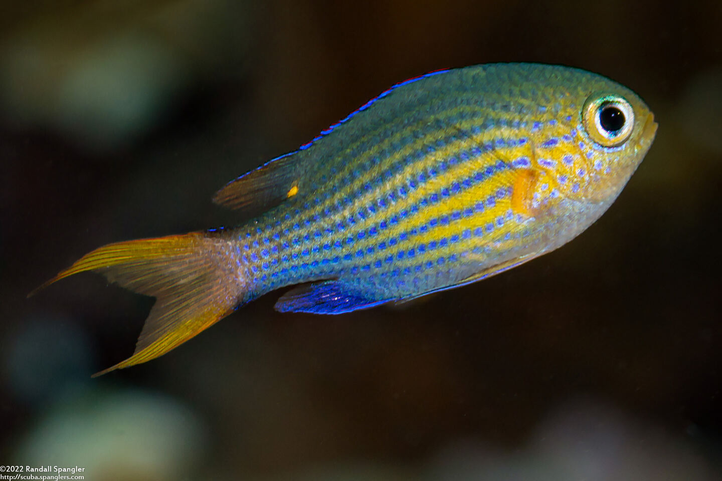 Pycnochromis lineatus (Lined Chromis)
