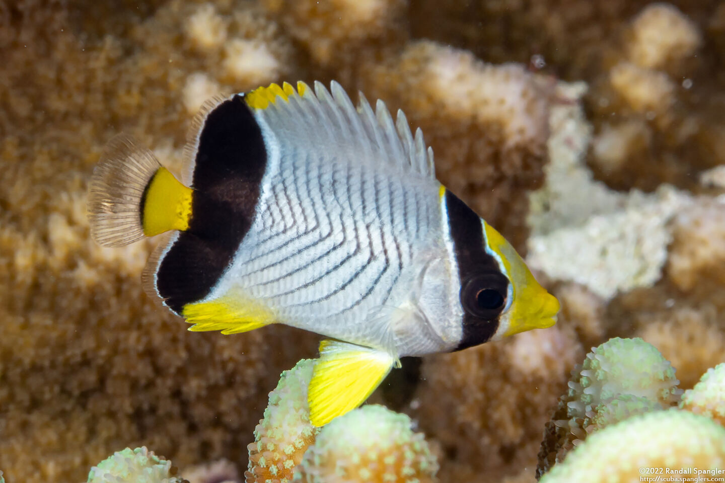 Chaetodon trifascialis (Chevroned Butterflyfish)