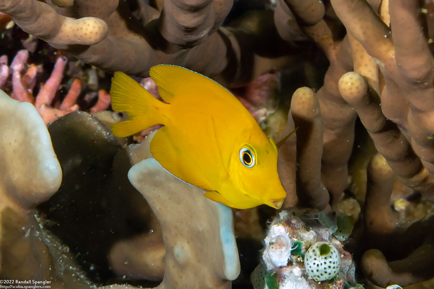 Acanthurus pyroferus (Mimic Surgeonfish)