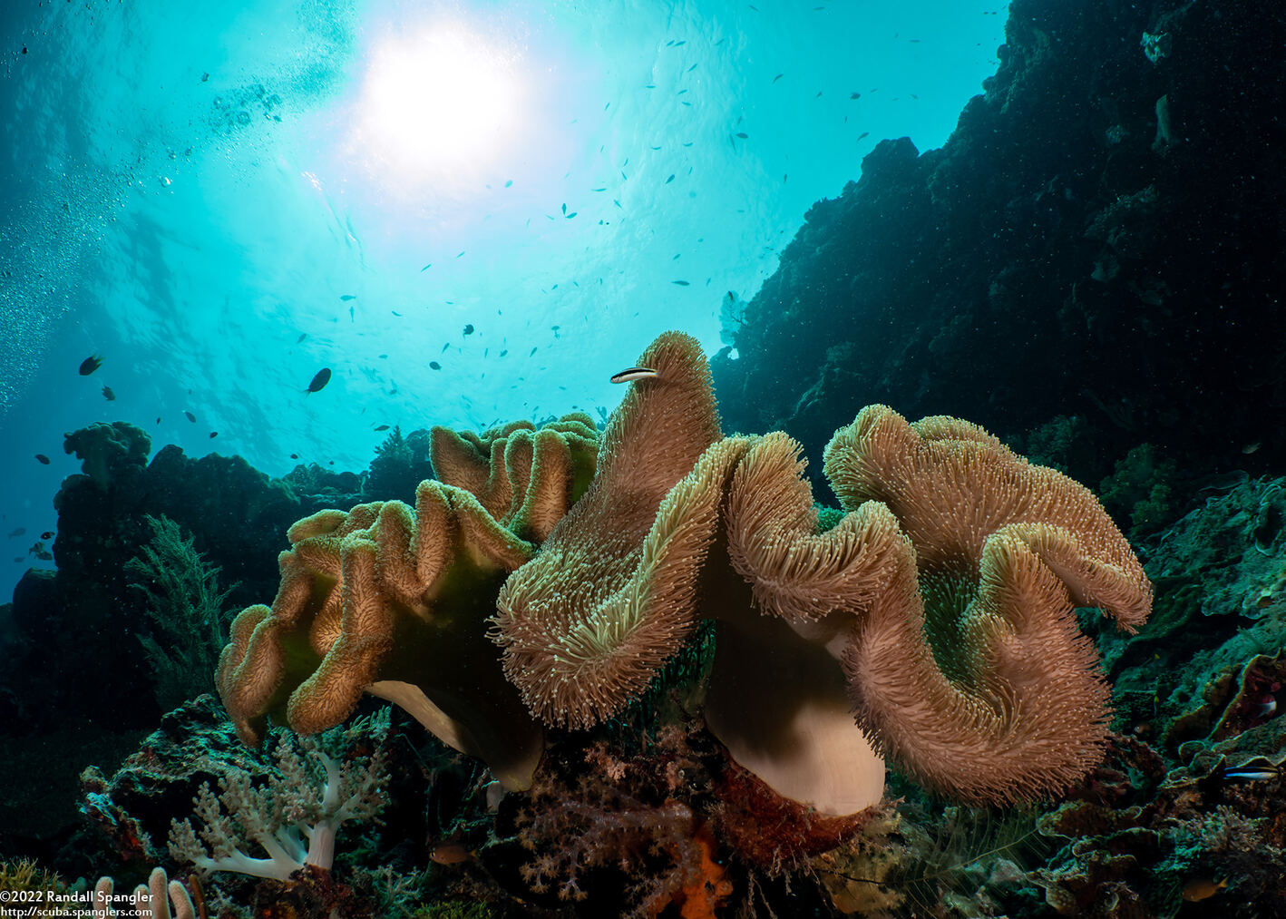 Sarcophyton trocheliophorum (Elephant Ear Coral)