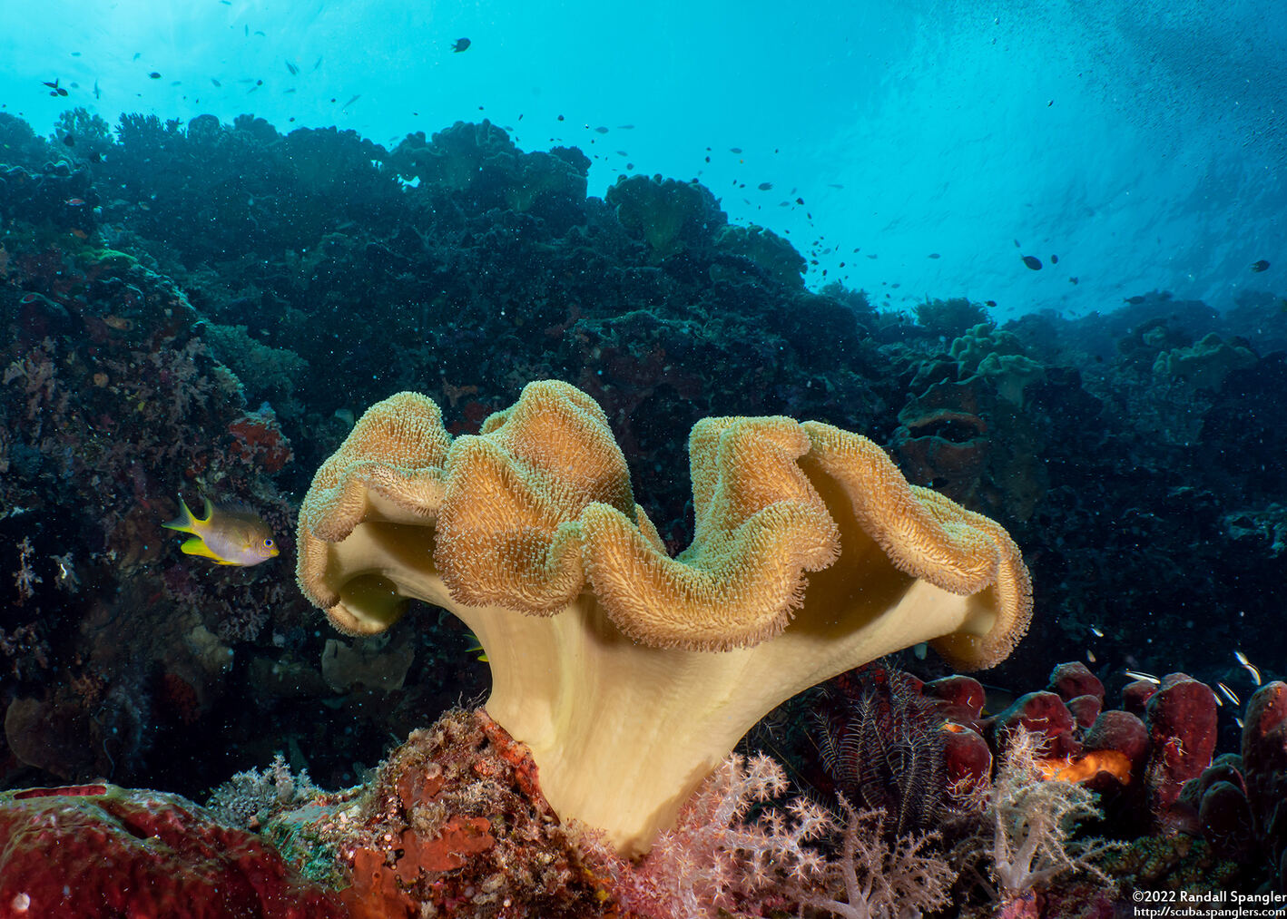 Sarcophyton trocheliophorum (Elephant Ear Coral)