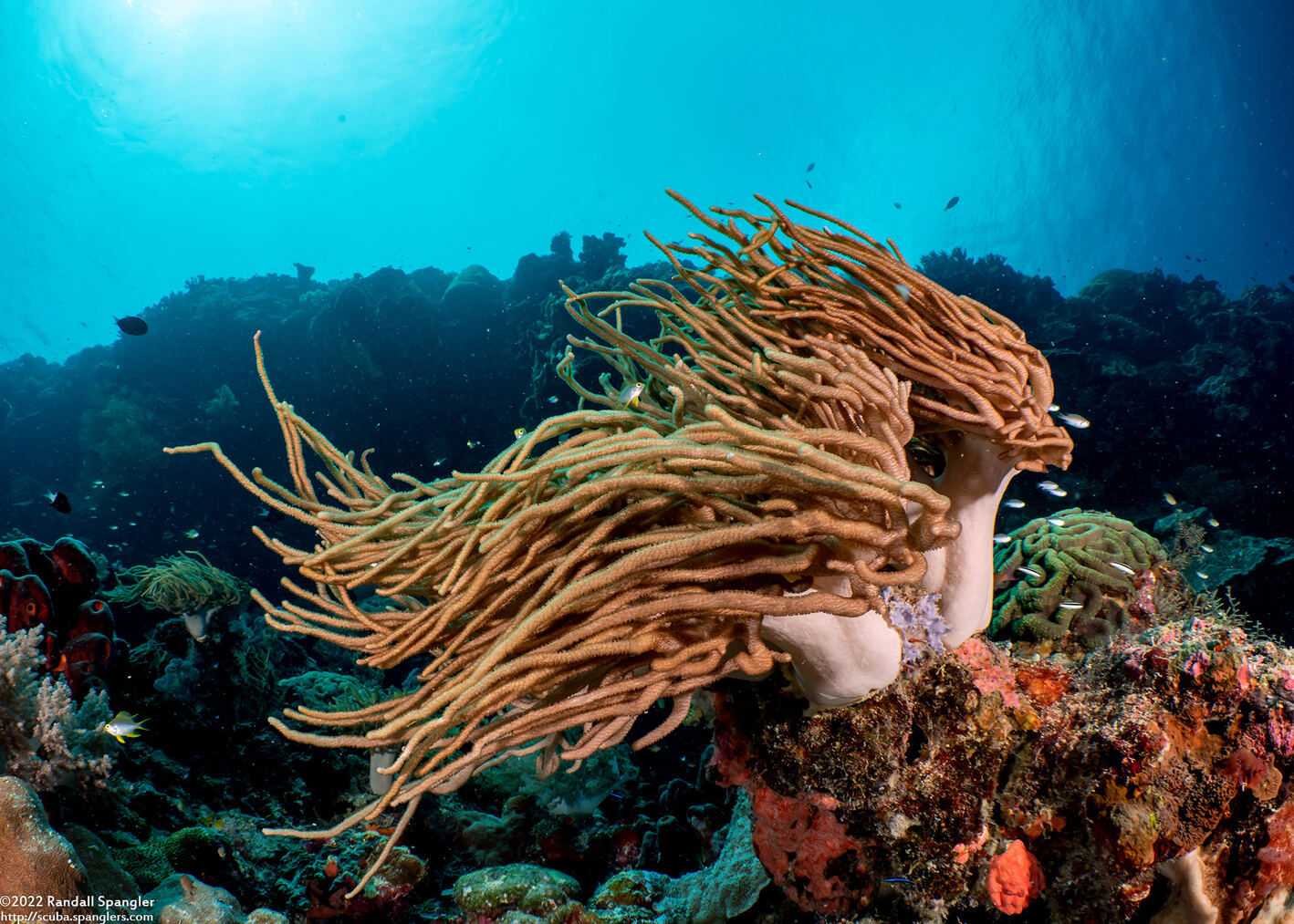 Sinularia flexibilis (Slimy Leather Coral)