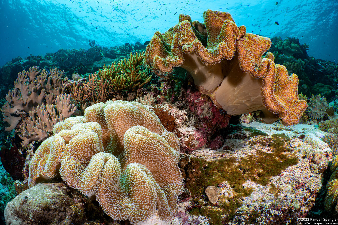 Sarcophyton trocheliophorum (Elephant Ear Coral)
