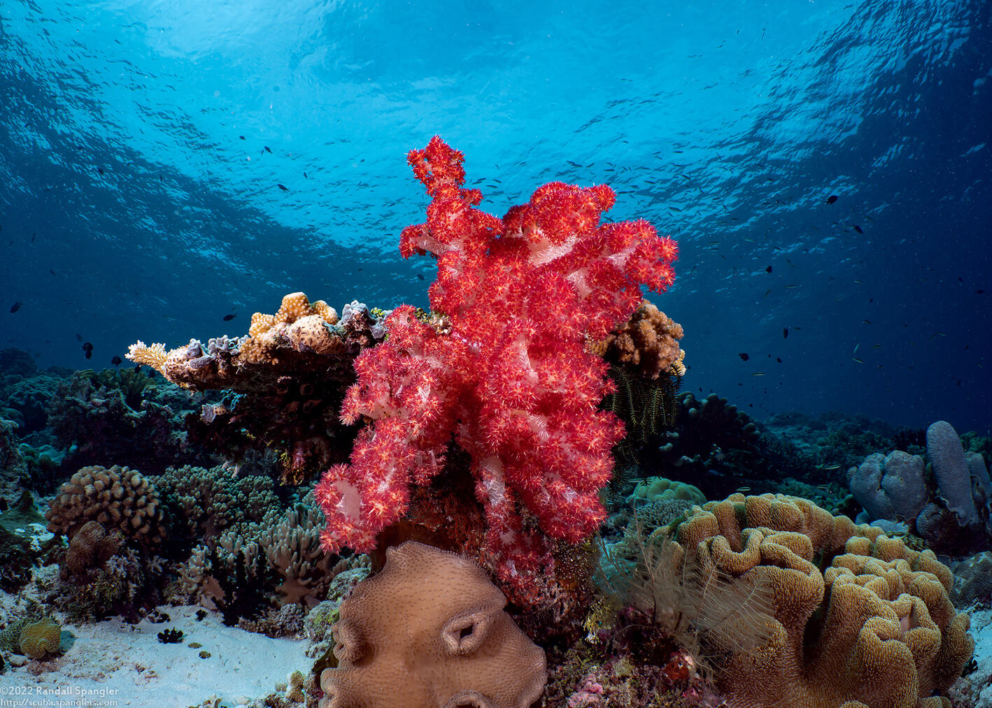 Dendronephthya sp.1 (Dendronephthya)