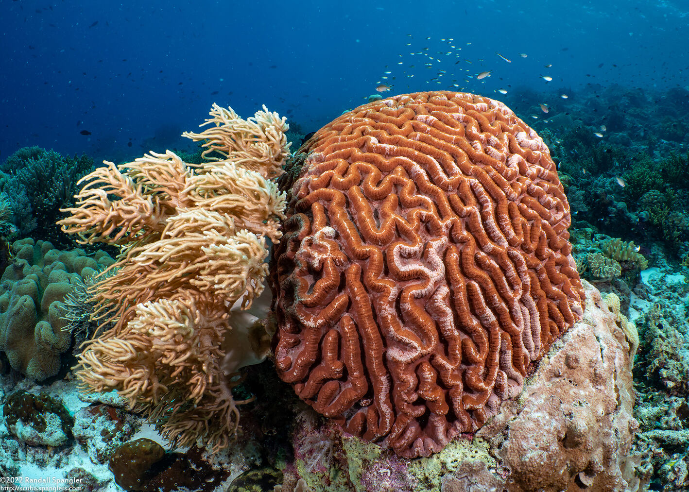 Lobophyllia radians (Lobophyllia Radians)