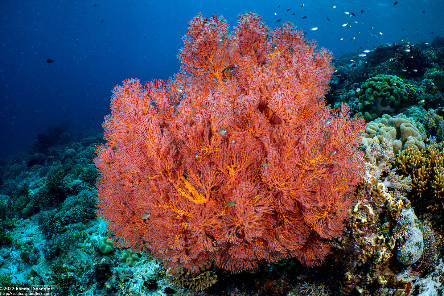 Melithaea sp.1 (Melithaea sp.1)