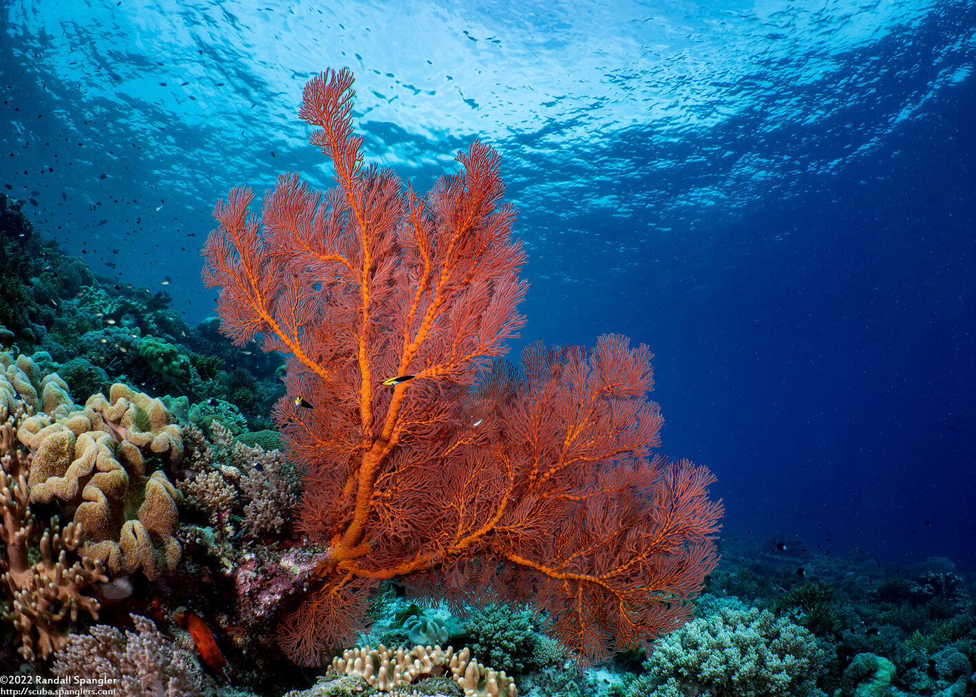 Melithaea sp.1 (Melithaea sp.1)