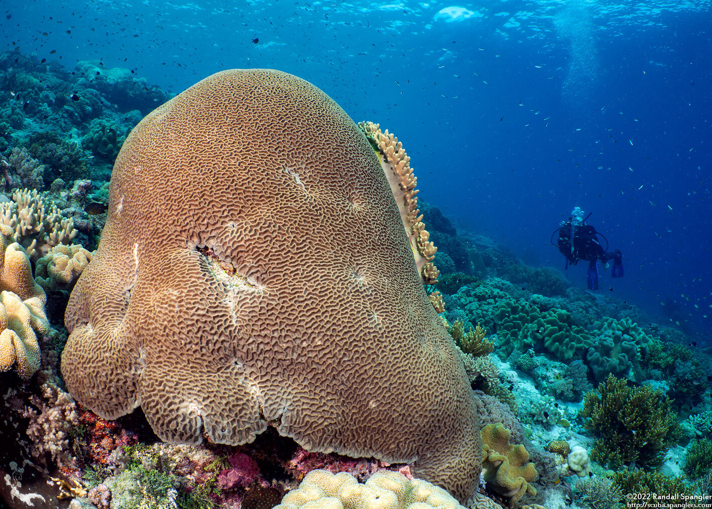 Platygyra pini (Platygyra Pini)