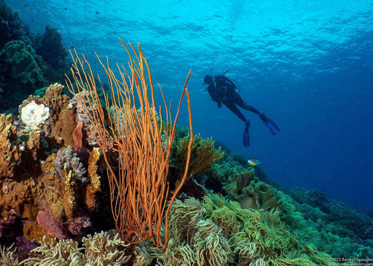 Ellisella cercidia (Ellisella Cercidia)