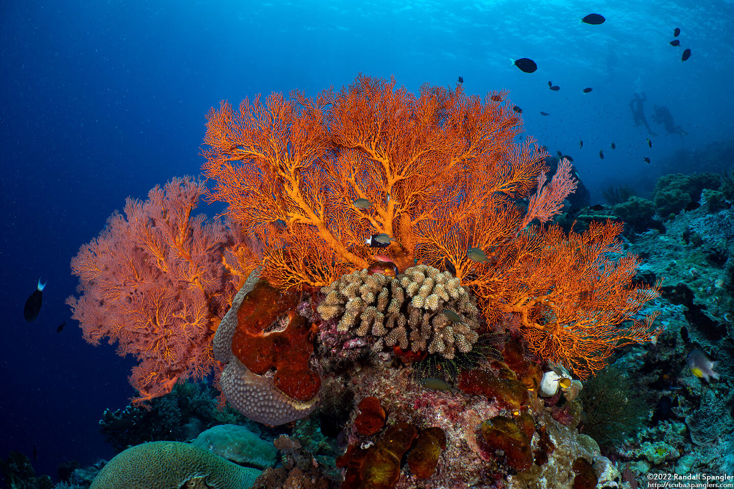 Melithaea sp.1 (Melithaea sp.1)