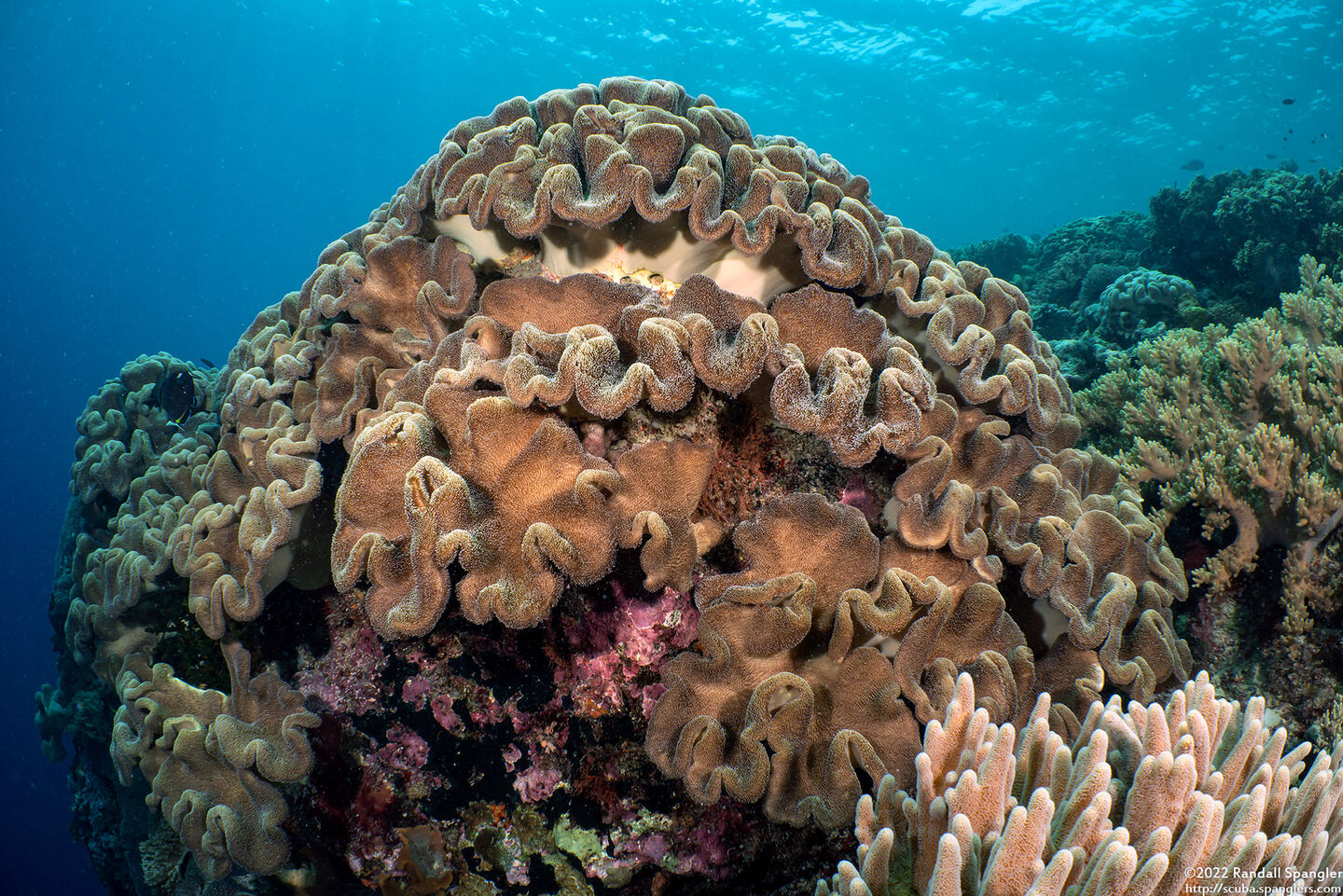 Sarcophyton trocheliophorum (Elephant Ear Coral)