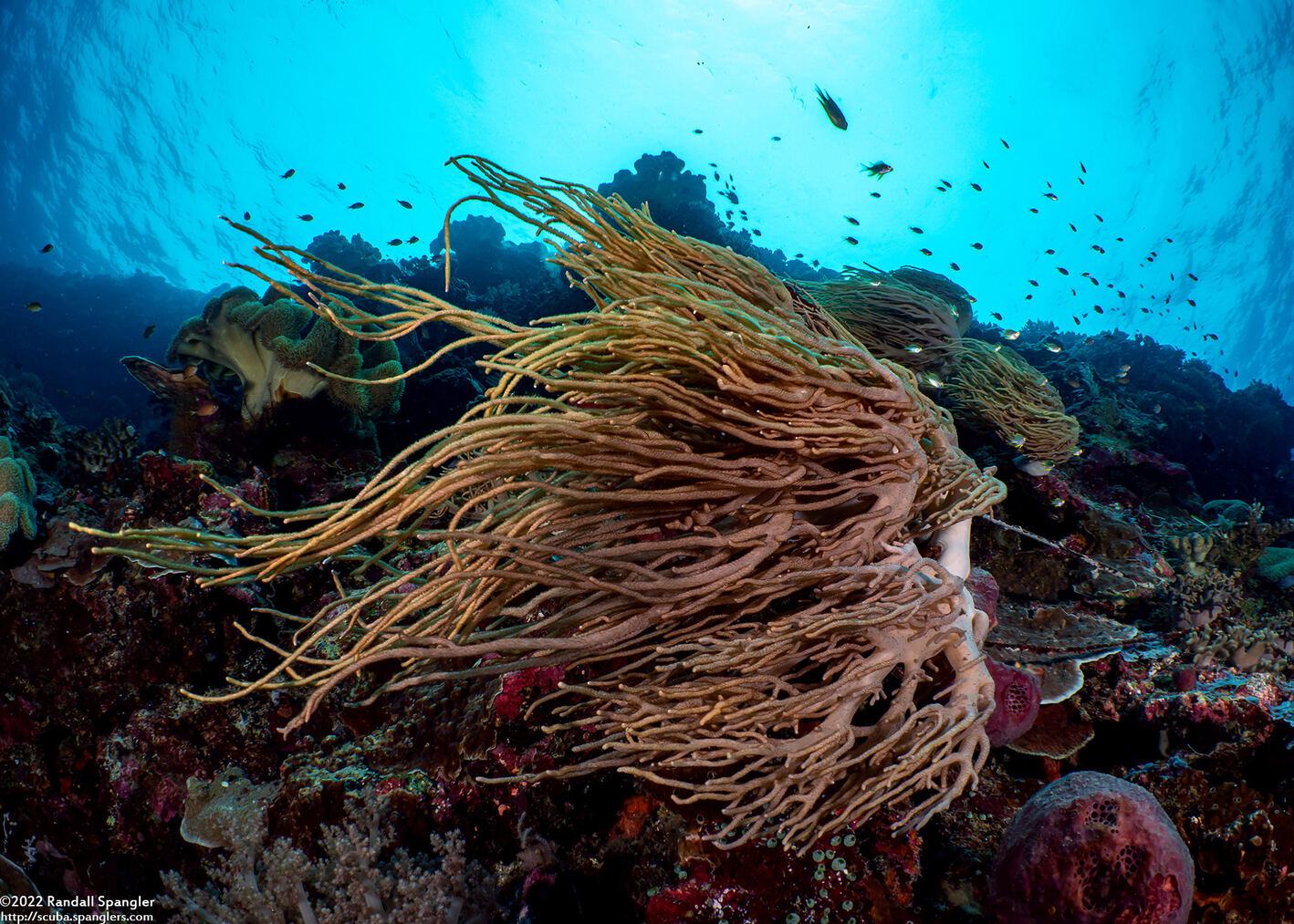 Sinularia flexibilis (Slimy Leather Coral)