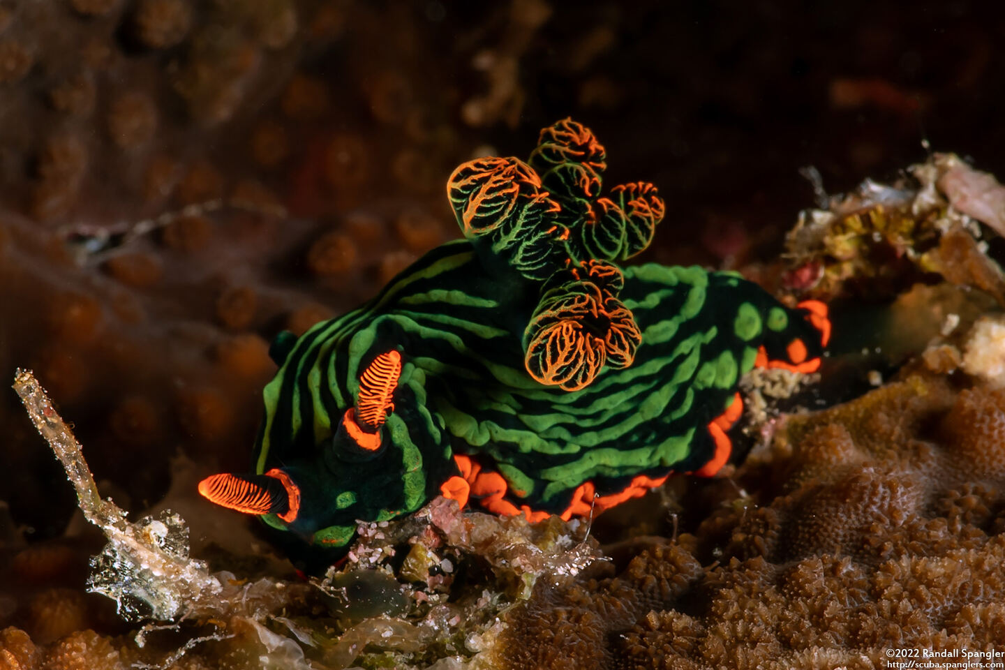 Nembrotha kubaryana (Kubaryana's Nembrotha)