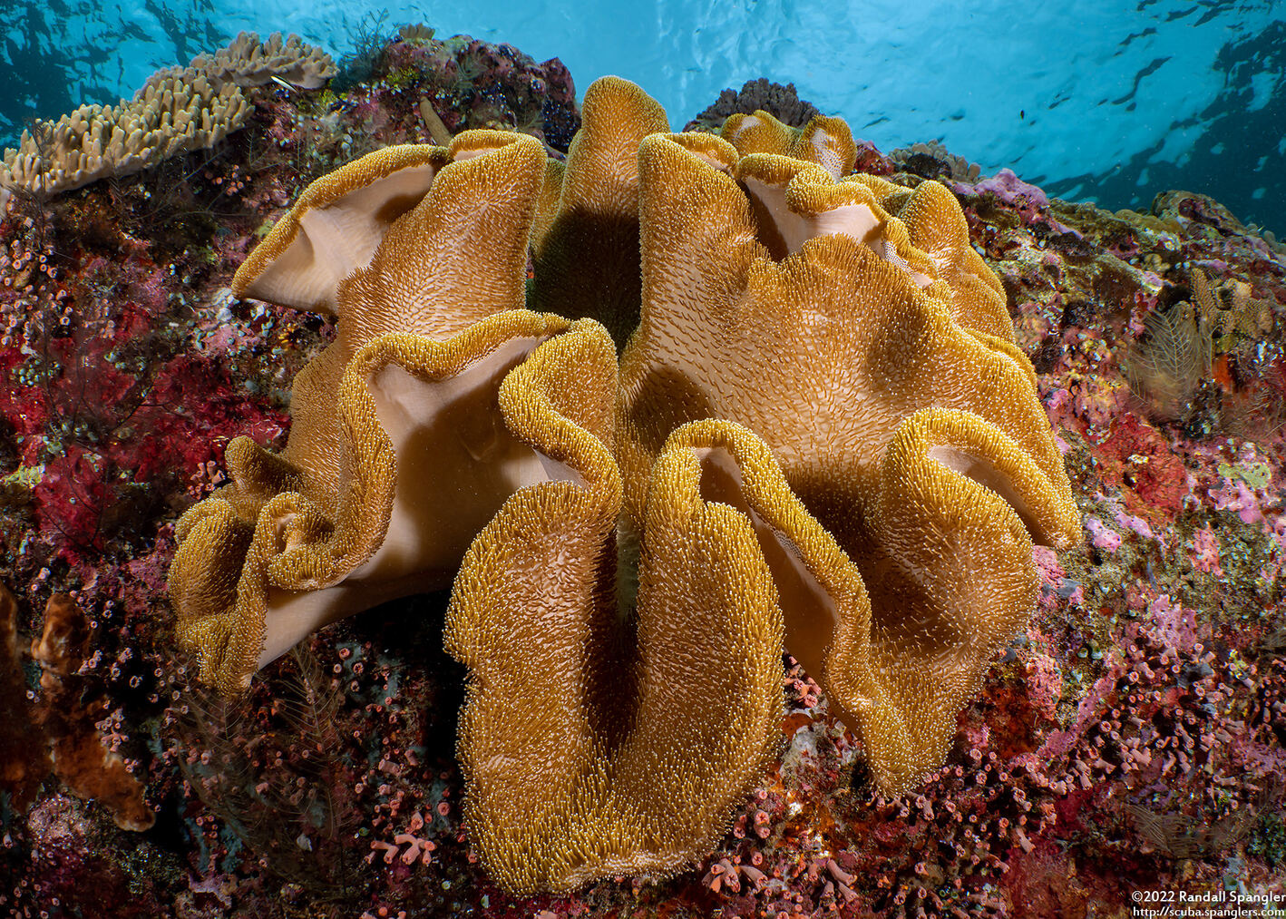 Sarcophyton trocheliophorum (Elephant Ear Coral)