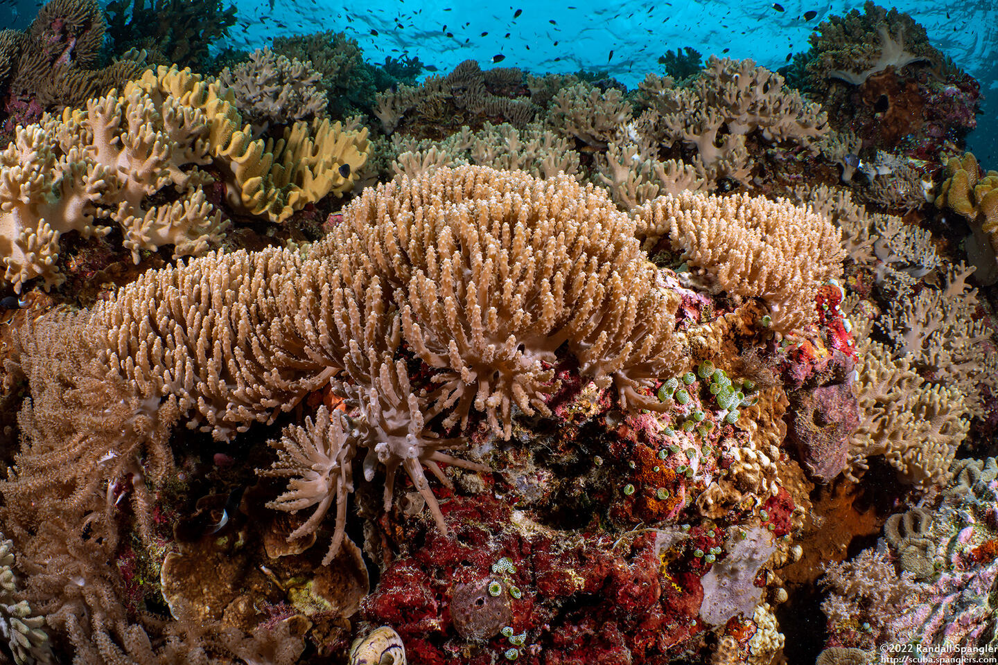 Paralemnalia thyrsoides (Paralemnalia Thyrsoides)