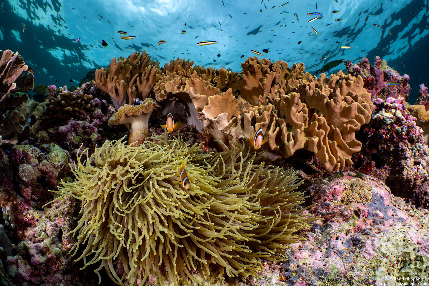 Heteractis crispa (Sebae Anemone)