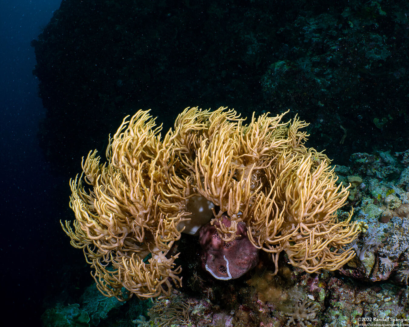 Sinularia flexibilis (Slimy Leather Coral)