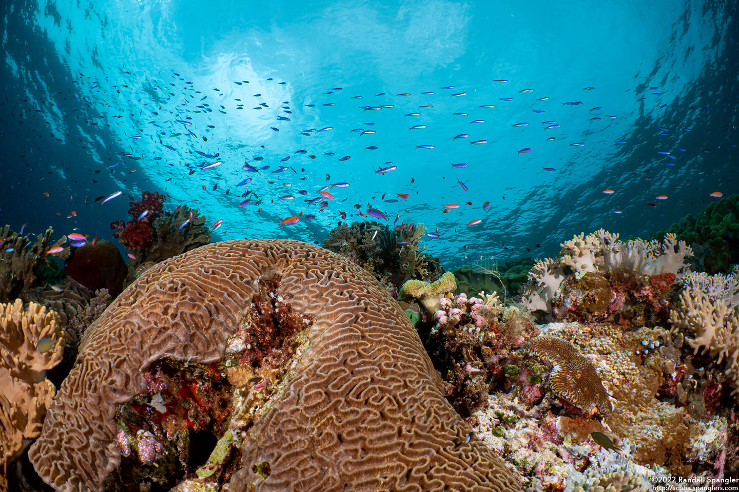 Platygyra sinensis (Platygyra Sinensis)