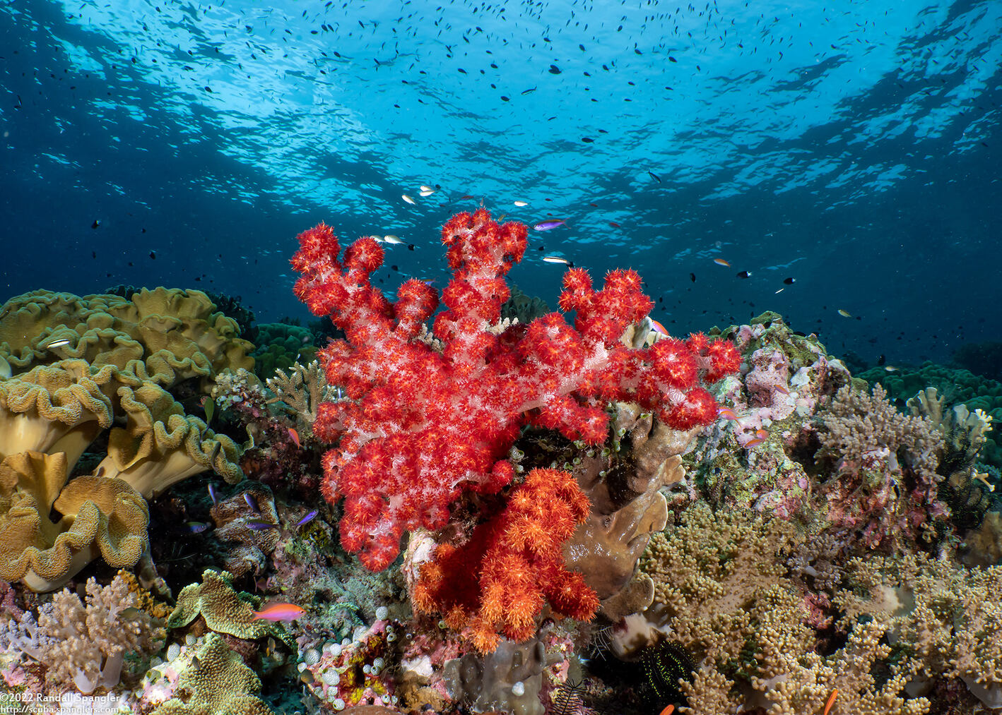 Dendronephthya sp.1 (Dendronephthya)