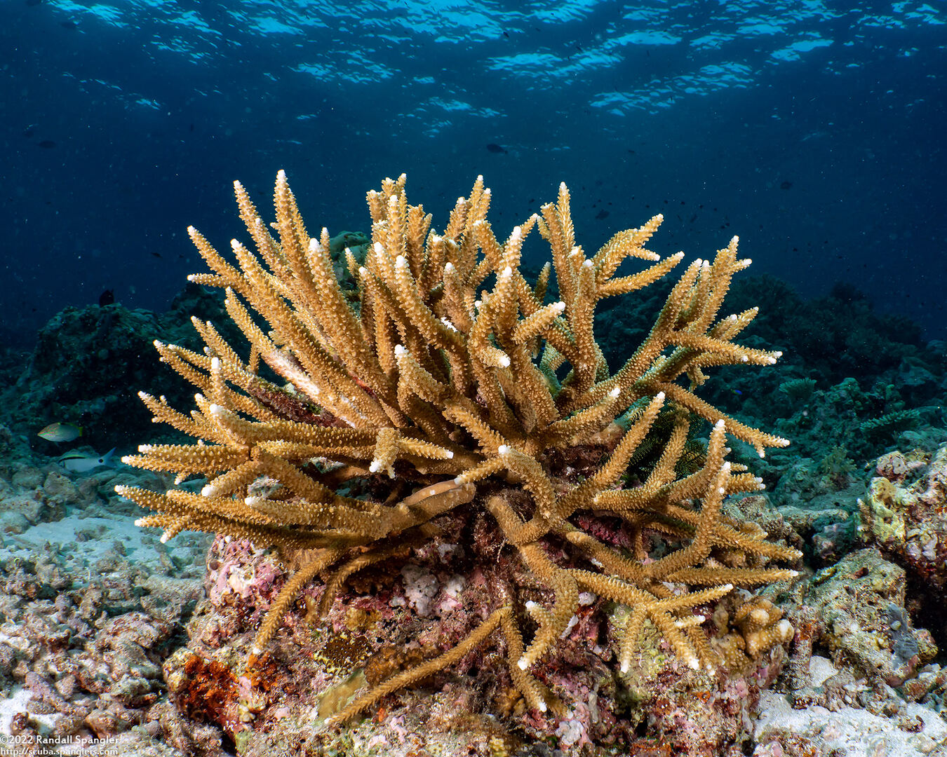 Acropora muricata (Common Staghorn Coral)