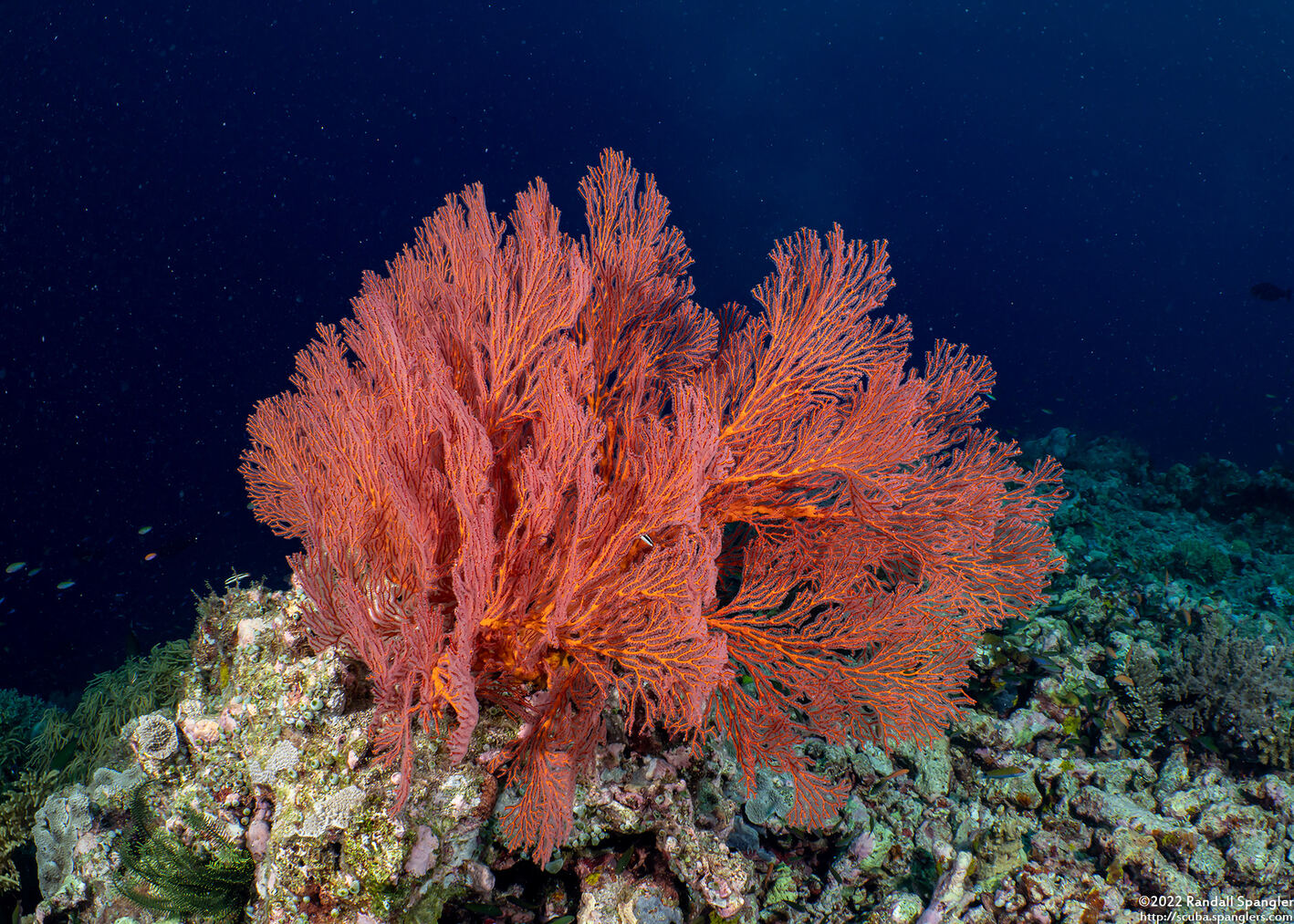 Melithaea sp.1 (Melithaea sp.1)