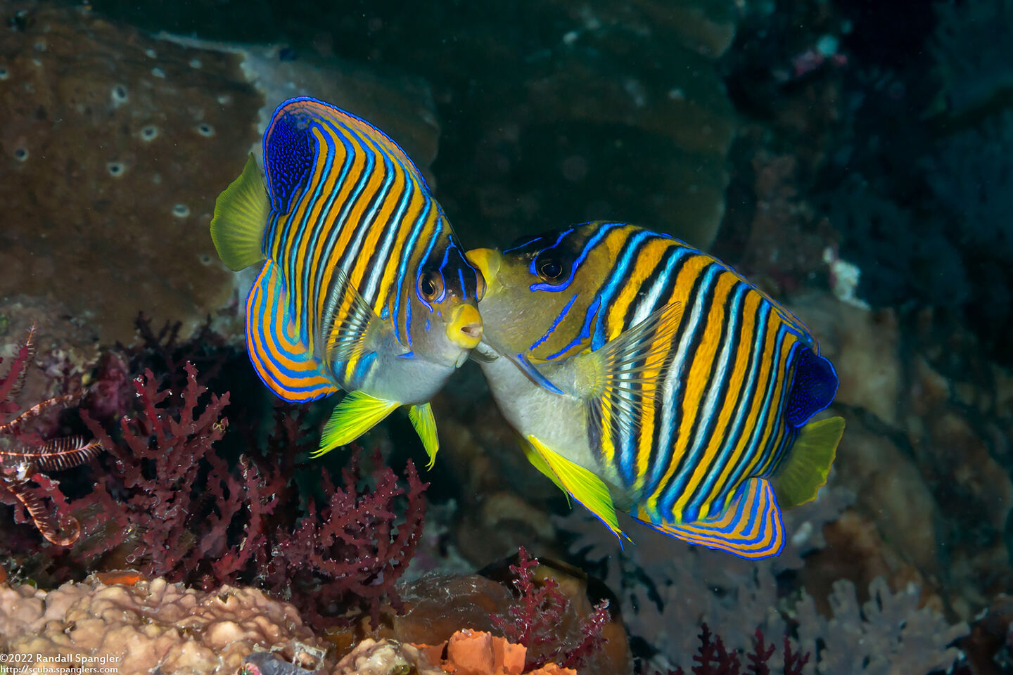 Pygoplites diacanthus (Regal Angelfish)
