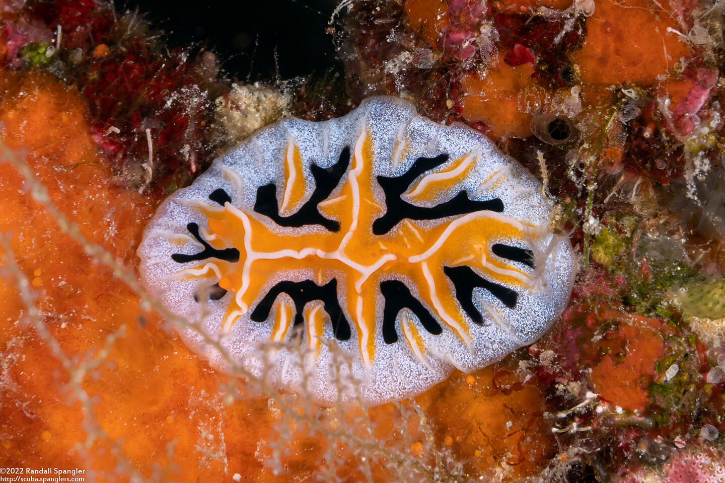 Reticulidia fungia (Mushroom Coral Reticulidia)