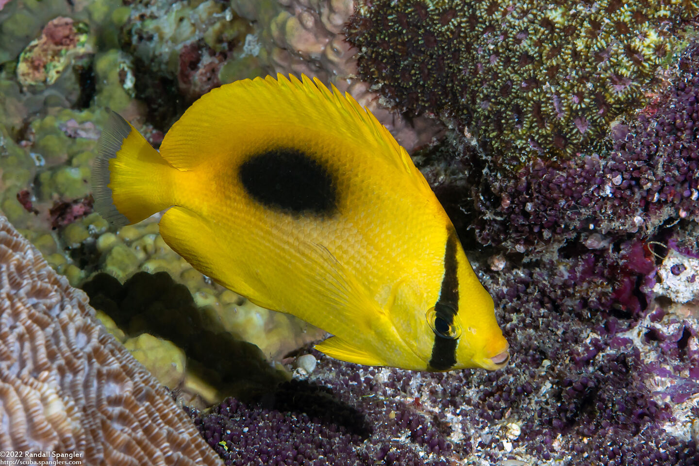 Chaetodon speculum (Oval-Spot Butterflyfish)