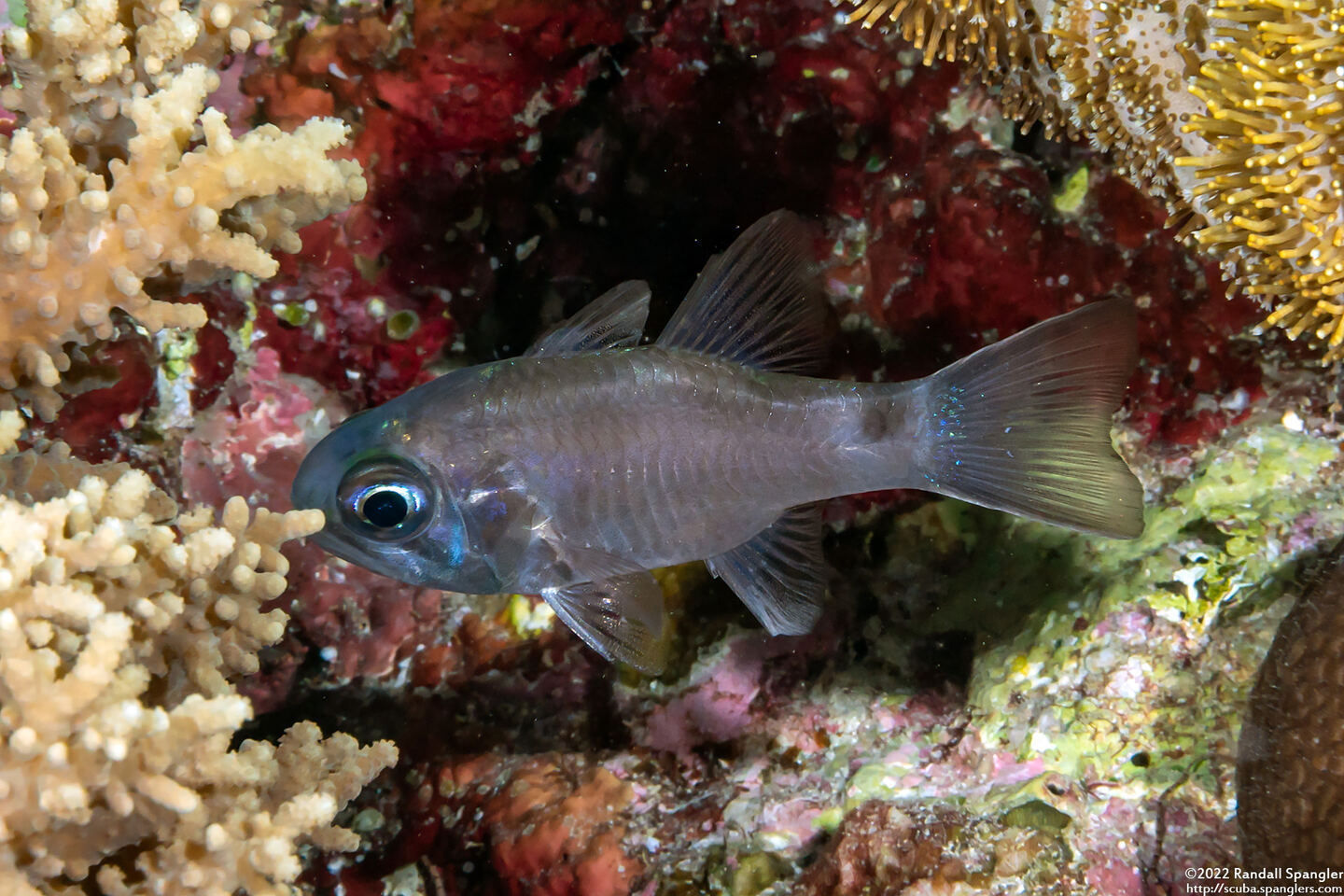 Nectamia savayensis (Samoan Cardinalfish)