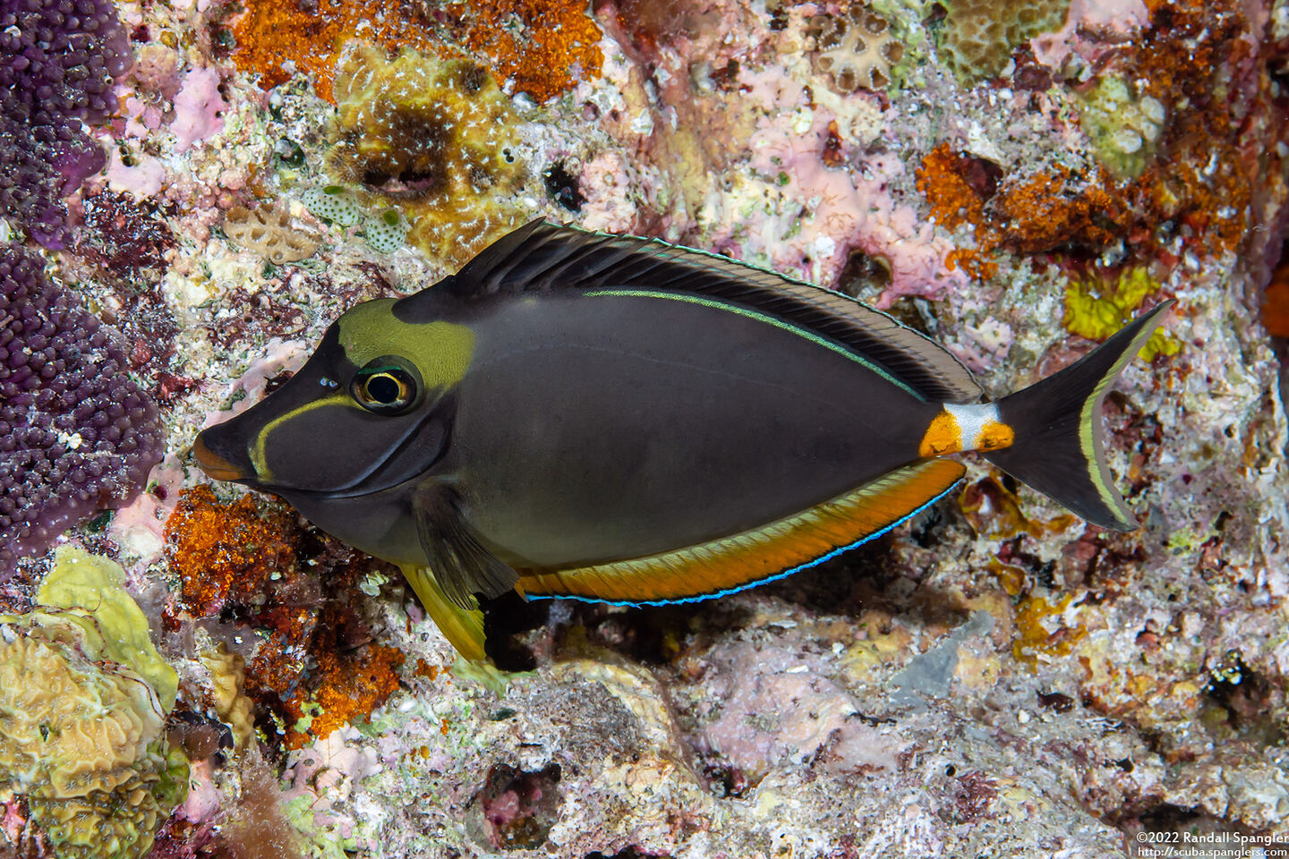 Naso lituratus (Orangespine Unicornfish)