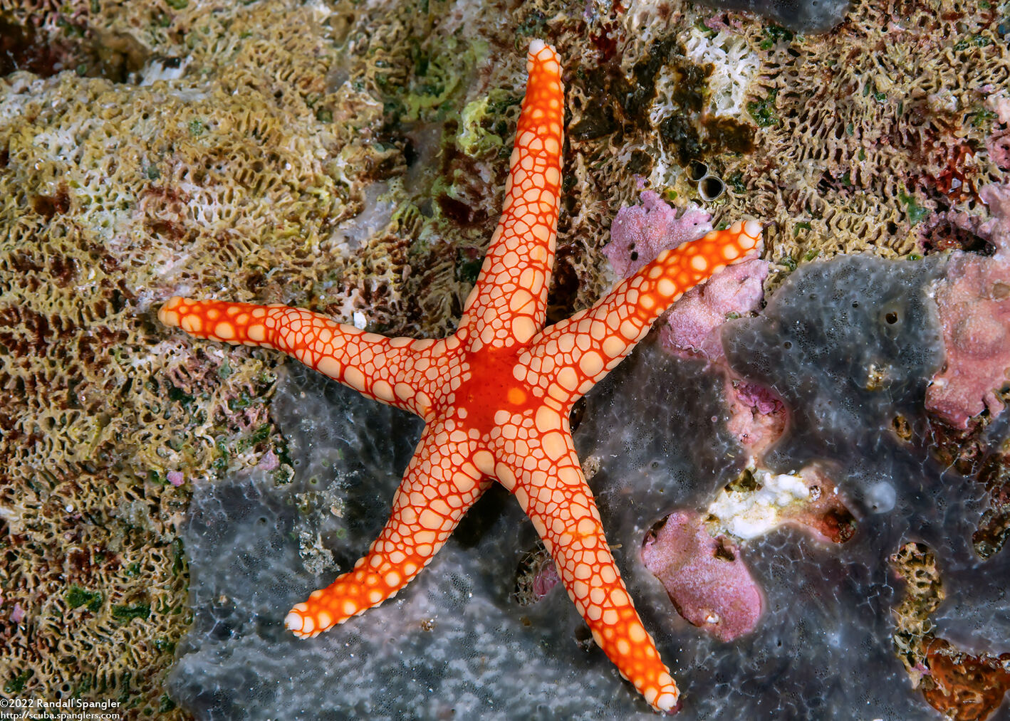 Fromia monilis (Peppermint Sea Star)