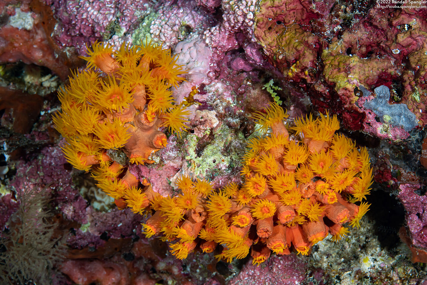 Tubastraea coccinea (Orange Cup Coral)