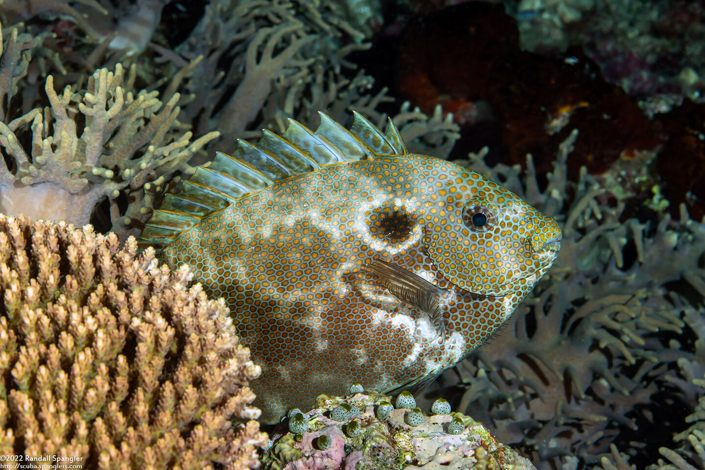 Siganus punctatus (Gold-Spotted Rabbitfish)