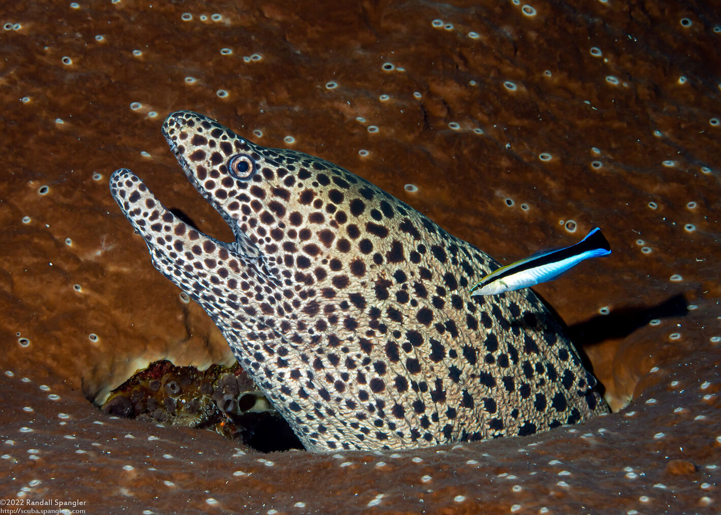 Gymnothorax favagineus (Honeycomb Moray)