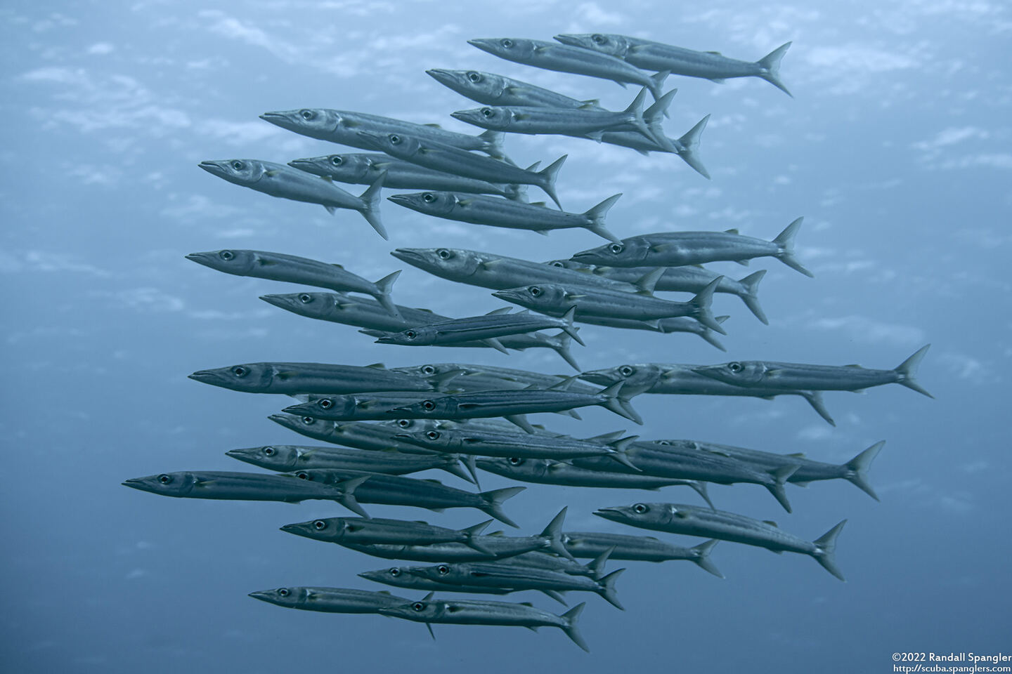 Sphyraena helleri (Heller's Barracuda)